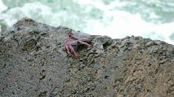 rouge Crabes escalade rochers sur le atlantique océan sur le canari île de tenerife. video