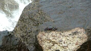 rouge Crabes escalade rochers sur le atlantique océan sur le canari île de tenerife. video