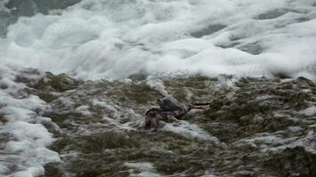 Red crabs climbing rocks on the Atlantic Ocean on the Canary Island of Tenerife. video