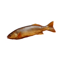 pescado comida No antecedentes png