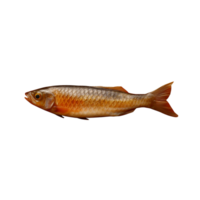 Fish food no background png