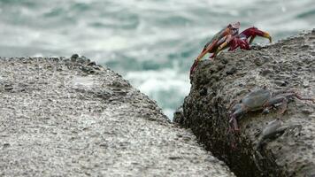 rood krabben beklimming rotsen Aan de atlantic oceaan Aan de kanarie eiland van tenerife. video