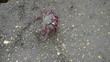 röd krabbor klättrande stenar på de atlanten hav på de kanariefågel ö av teneriffa. video