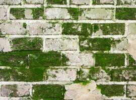 Bricks wall with lichens. Background texture photo