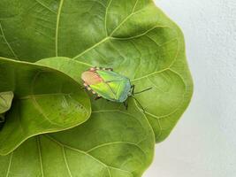The green stink bug or green soldier bug is a stink bug of the family Pentatomidae, With green leaf background photo