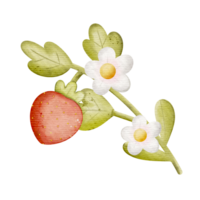 Aquarell Hand gezeichnet Erdbeeren png