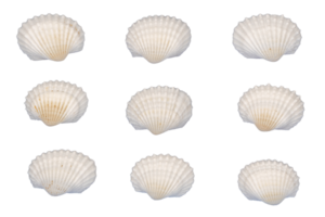 collection of white seashells element png