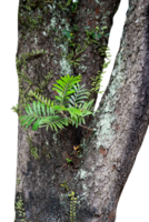 tree trunk with green moss isolated png