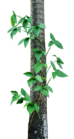 tropical plant creeper on a tree png