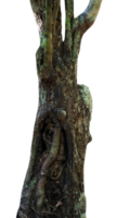 vieux arbre tronc avec mousse isolé png