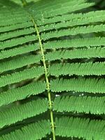 Green fresh Acacia leaves in summer sunshine photo