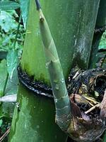 de cerca de bambú verde creciente en árbol, tallos de creciente bambú de cerca en el borroso natural antecedentes foto