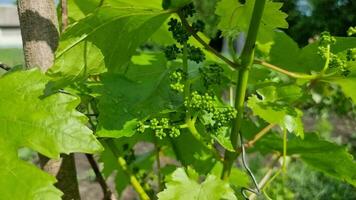 Young grape buds on a green bush among wet leaves after rain. video