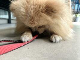 rojo pomeranio perro de Pomerania mentiras en embaldosado piso. perro sostiene su Correa en su dientes. pequeño perro yendo a caminar. perro quiere a Vamos para caminar. caminando con mascota. decorativo perro melocotón color. foto