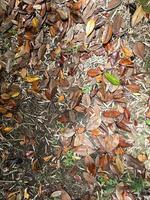 Fallen large leaf on ground in the forest from bigleaf magnolia tree in autumn. Magnolia leaves. Natural abstract background. Yellow, orange, green and brown october autumn leaves. Outside. photo