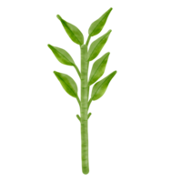 verde plantas ou manhã glória png