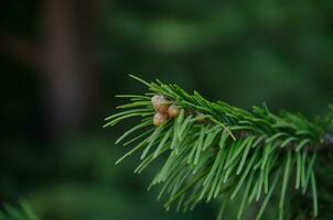 green background from a spruce branch with buds. photo