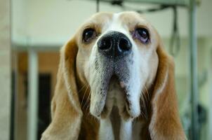 Portrait of a Beagle dog, a dog's muzzle from the side photo