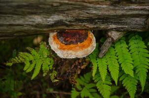 Beautiful tree mushroom on a tree trunk in the forest photo