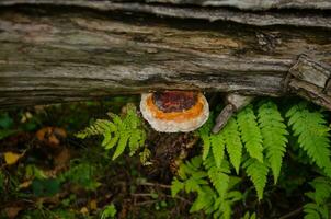 Beautiful tree mushroom on a tree trunk in the forest photo