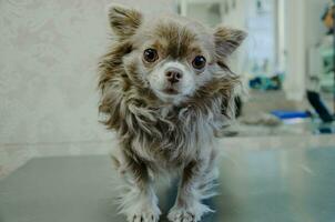 A small shaggy Chihuahua dog on the groomer's table photo