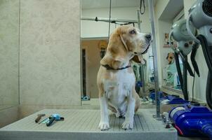 beagle perro en el peluquero mesa, perro cuidado foto
