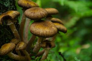 Mushrooms grow near a stump. Armillaria mellea, known as honey mushroom. Close-up. photo