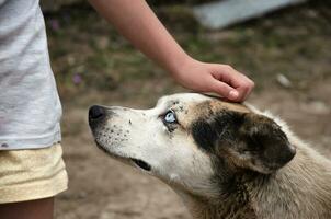 palmaditas un extraviado perro en el cabeza con tu mano foto