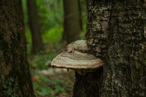 Beautiful tree mushroom on a tree trunk in the forest photo