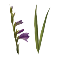 Watercolor gladioluses plant, hand drawn digital floral illustration, set of flowers, buds and leaves. Plant design for greeting, invitations, birthday cards, prints, flyer, stickers png