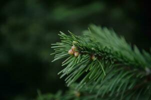 green background from a spruce branch with buds. photo