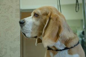 Portrait of a Beagle dog, a dog's muzzle from the side photo