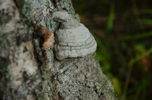 Beautiful tree mushroom on a tree trunk in the forest photo