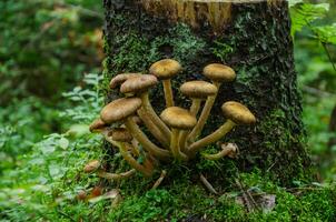 Mushrooms grow near a stump. Armillaria mellea, known as honey mushroom. Close-up. photo