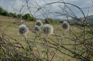 Beautiful round flower thorn mordovnik photo