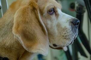 Portrait of a Beagle dog, a dog's muzzle from the side photo