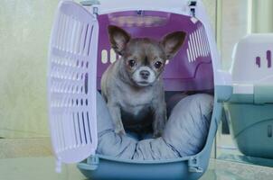 A small dog peeks out of a carrier photo