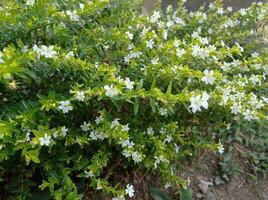 a bush with white flowers in the garden photo