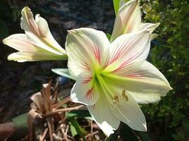 a white flower with red stripes is in the garden photo