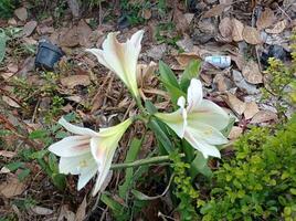 two white flowers are growing in the ground photo