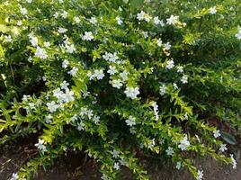 a bush with white flowers in the garden photo