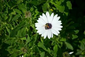 a single isolated white flower with a single bee collecting pollen photo