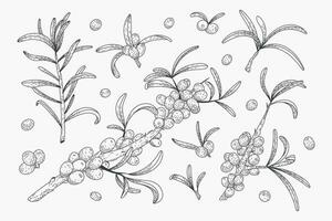 Sea buckthorn branches with berries and green leaves. Set of vector flat isolated twigs, sketch style.