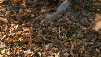 scoiattolo nel autunno fogliame nel il parco. lento movimento. 4k video. video