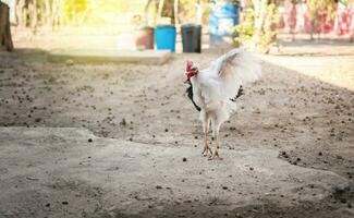 un pollo extensión sus alas en un patio trasero, cerca arriba de un crestado pollo, cerca arriba de un pollo en el patio trasero, cultivado pollo en el patio trasero. foto