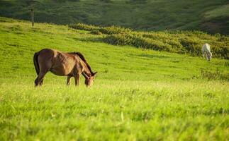 Two horses eating grass together in the field, hill with two horses eating grass, two horses in a meadow photo
