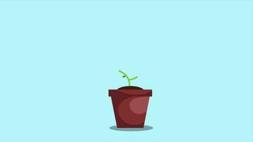 Growth money tree funding concept video