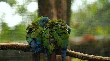 Blue headed Macaw in zoo video