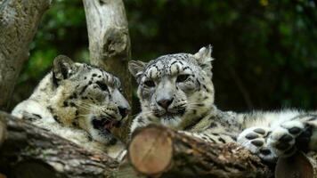 vidéo de neige léopard dans zoo video