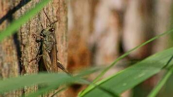 blyg cricket kvittra på träd framställning ljud och sång låtar kvittra med ben och dölja i sommar Sol med lång ben insekt eller gräshoppa chirrs som skadedjur kontrollera i vilda djur och växter närbild makro se video